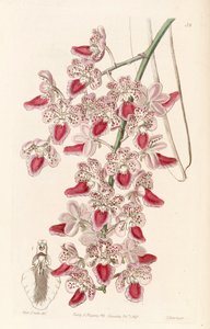 Aerides maculosa (syn. Aerides maculosum) - Miss Drake